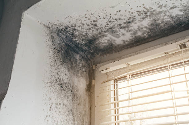 Affordable Mold Remediation solutions in Rock Hill, NY